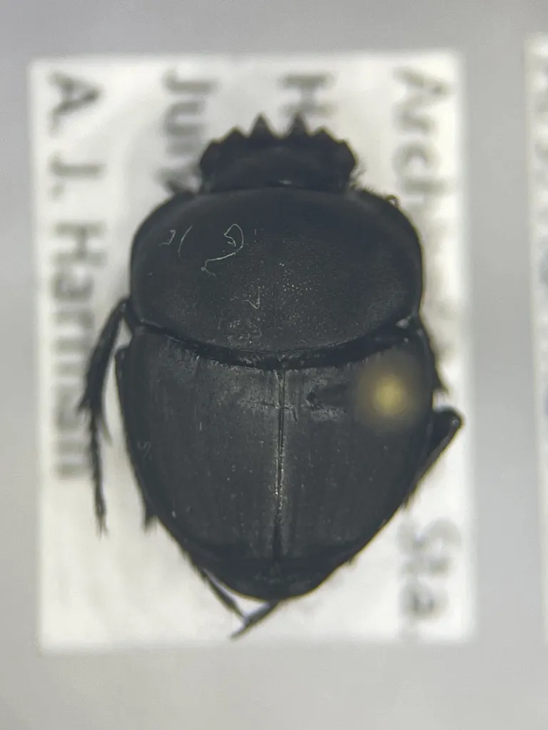 Melanocanthon punctaticollis - photo 2