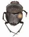 Melanocanthon vulturnus