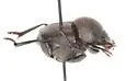 Melanocanthon vulturnus - photo 3