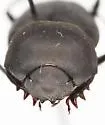 Melanocanthon vulturnus - photo 4