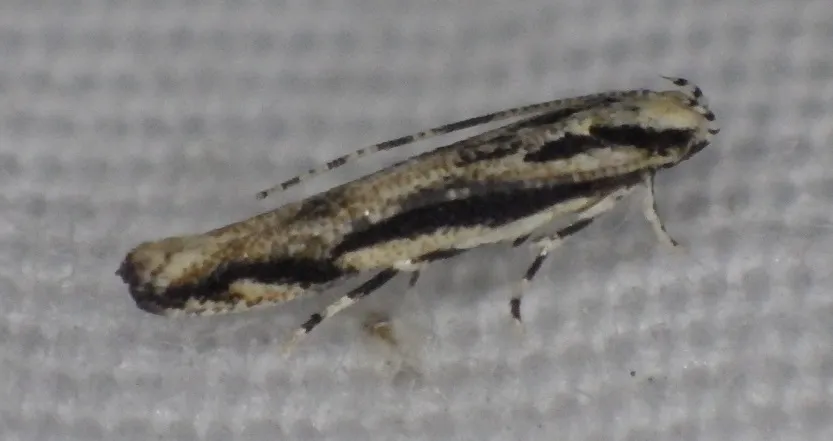 Lined Melanocinclis Moth - photo 2