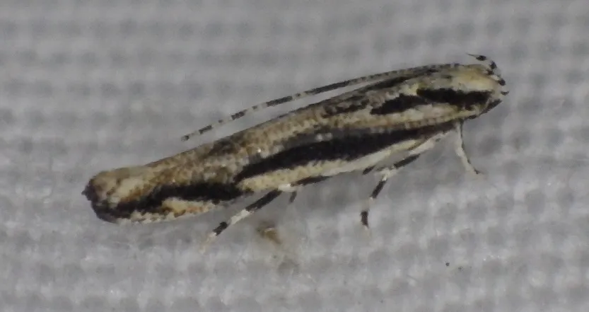 Lined Melanocinclis Moth - photo 3