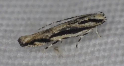 Lined Melanocinclis Moth - photo 4