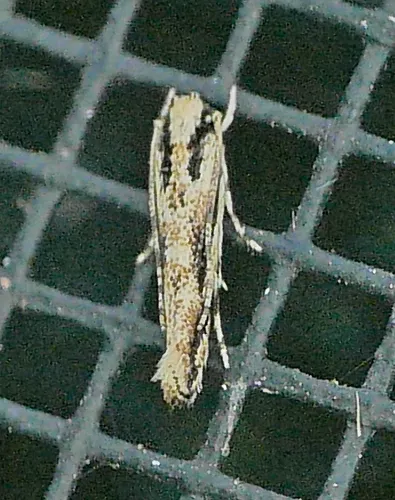 Lined Melanocinclis Moth - photo 5