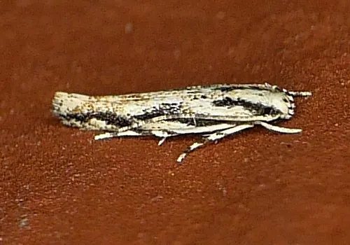 Lined Melanocinclis Moth - photo 6