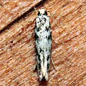 Melanocinclis sparsa - Hodges#1505 - photo 3