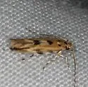 Melanocinclis vibex - Hodges#1507