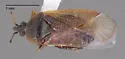 Melanocoris longirostris