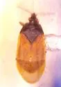 Melanocoris nigricornis