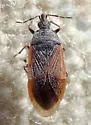Melanocoris nigricornis - photo 2