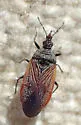 Melanocoris nigricornis - photo 3