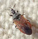Melanocoris nigricornis - photo 4