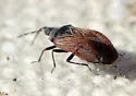 Melanocoris nigricornis - photo 5