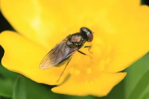 Melanogaster hirtella