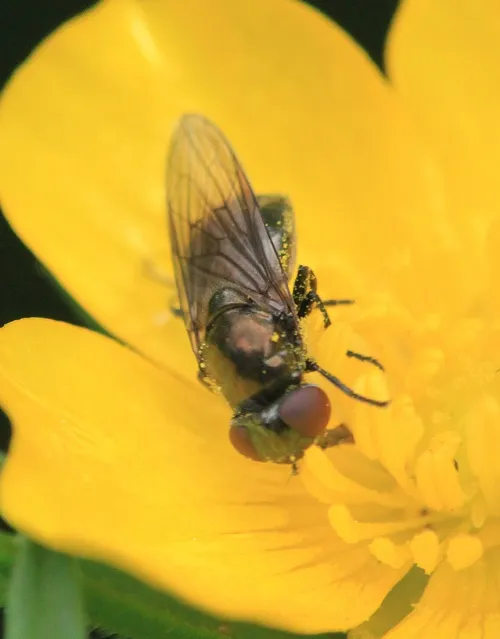 Melanogaster hirtella - photo 2