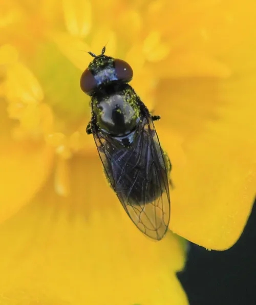 Melanogaster hirtella - photo 6