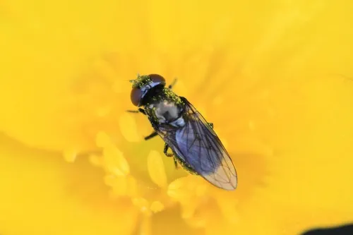 Melanogaster hirtella - photo 7