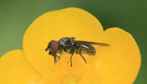 Melanogaster hirtella - photo 8
