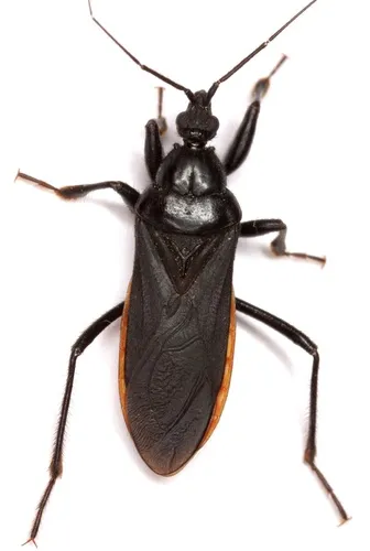 Black Corsair - photo 3