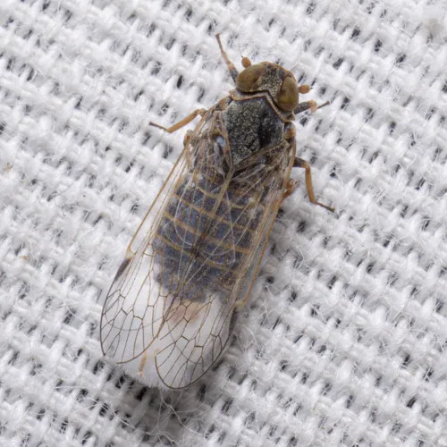 Melanoliarus acicus