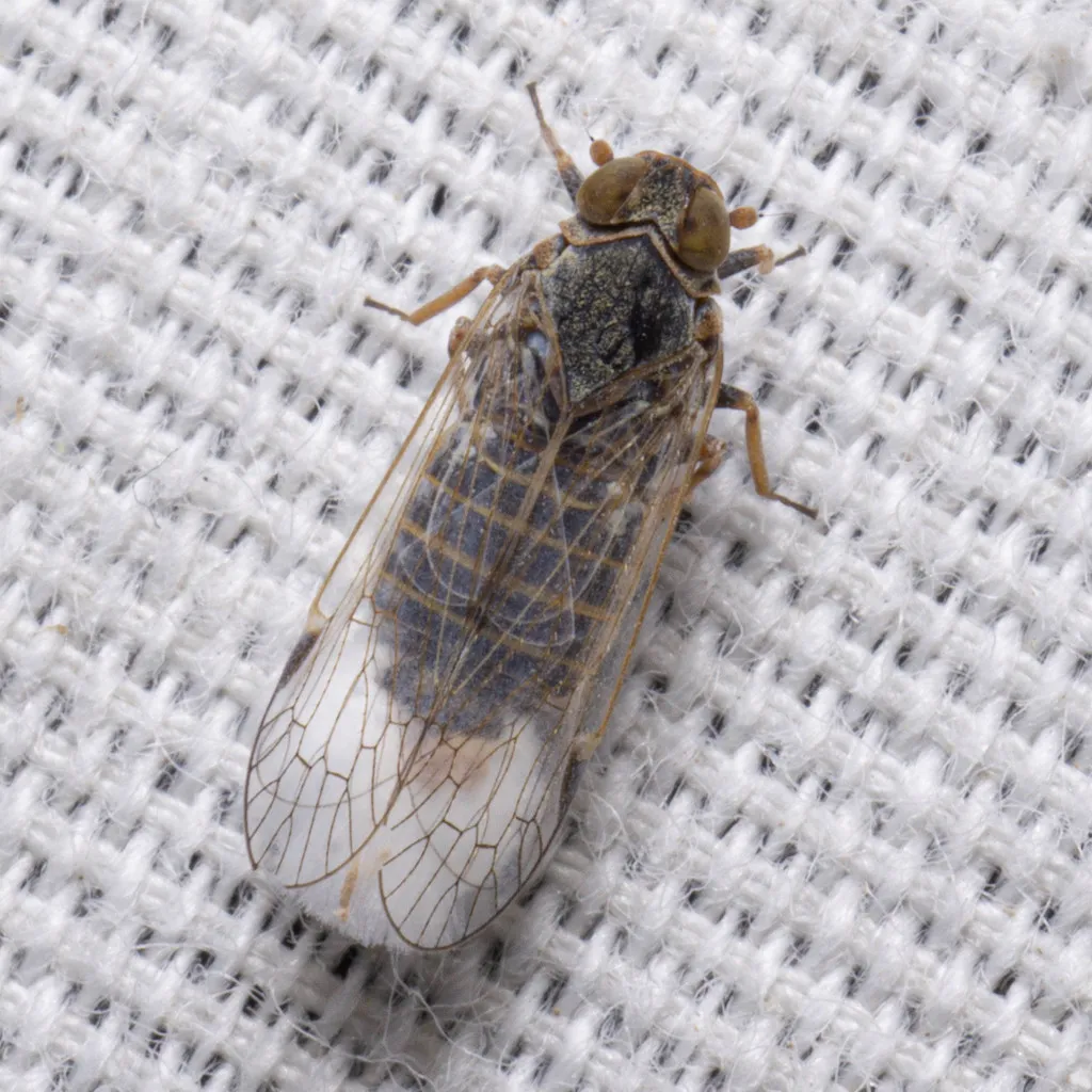 Melanoliarus acicus - photo 2
