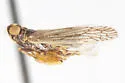 Melanoliarus altanus