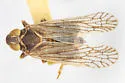 Melanoliarus altanus - photo 2