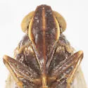 Melanoliarus altanus - photo 3