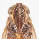 Melanoliarus arizonensis