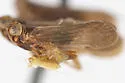 Melanoliarus arizonensis - photo 2