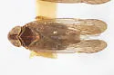 Melanoliarus arizonensis - photo 3