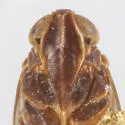 Melanoliarus arizonensis - photo 4