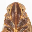 Melanoliarus arizonensis - photo 5