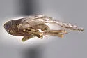 Melanoliarus canyonensis