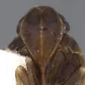 Melanoliarus canyonensis - photo 3