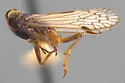 Melanoliarus catus