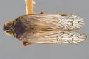 Melanoliarus catus - photo 2