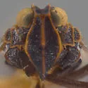 Melanoliarus catus - photo 3