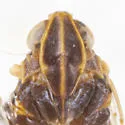 Melanoliarus coconinus - photo 3