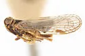 Melanoliarus complectus