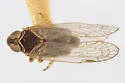 Melanoliarus complectus - photo 2
