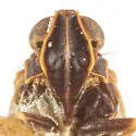 Melanoliarus complectus - photo 3