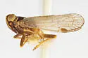 Melanoliarus complectus - photo 4
