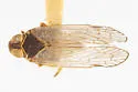 Melanoliarus complectus - photo 5