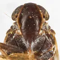 Melanoliarus papagonus