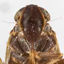 Melanoliarus papagonus - photo 2
