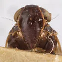 Melanoliarus papagonus - photo 3