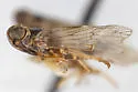 Melanoliarus papagonus - photo 4