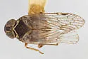 Melanoliarus papagonus - photo 5