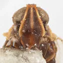 Melanoliarus pygmaeus